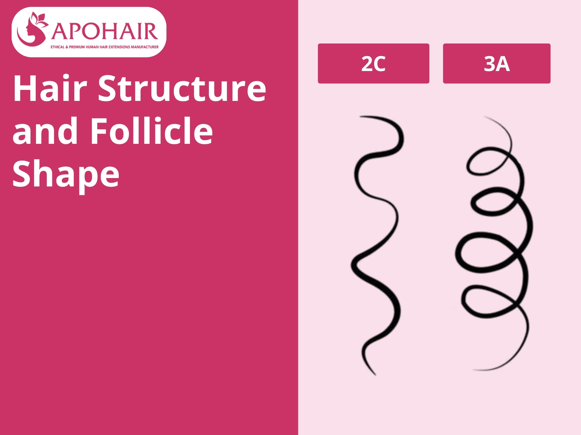 Follicle shape differences between 2C vs 3A hair creating loose waves and defined ringlets