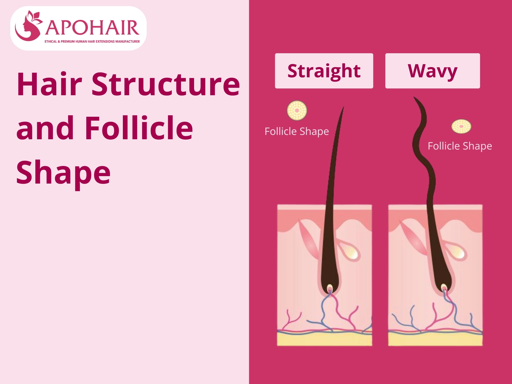 Hair follicle shapes for straight and wavy hair